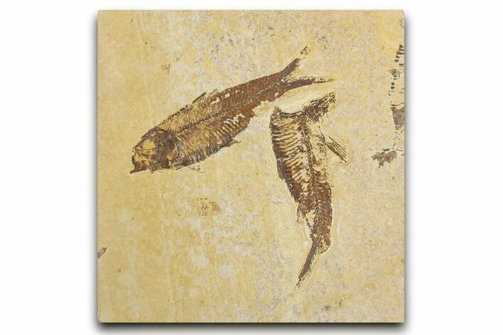 Limestone with Two Fossil Fish (Knightia) - Wyoming #355613